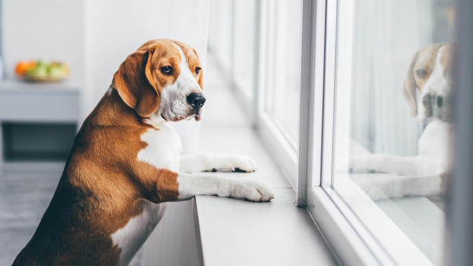 Should I Separate My Dogs When I Leave? Most Worthful Ways
