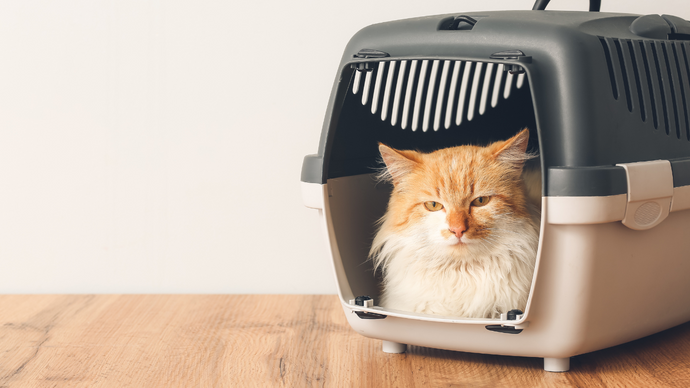 Types Of Cat Carriers — How To Choose The Best One For Your Pet