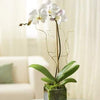 Elegant Orchid - White - fashionbests