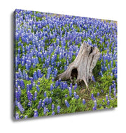 Gallery Wrapped Canvas, Austin Beautiful Texas Bluebonnets Field And Tree Stump - fashionbests